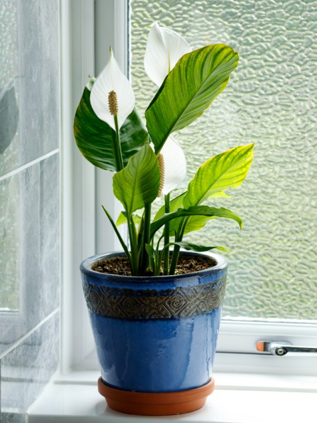 Top Air-Purifying Plants for a Healthier Home