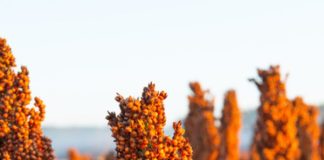 sorgum - Learn About a Crop That Survives 2 Weeks Without Water