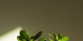5 Tips to Grow a Jade Plant Right on Your Work Desk