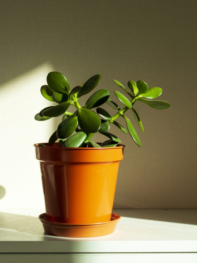 5 Tips to Grow a Jade Plant Right on Your Work Desk