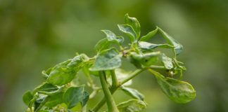Whiteflies in Chilli- Early Signs and Control Tips