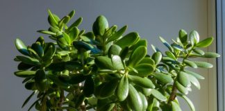 Jade Plant