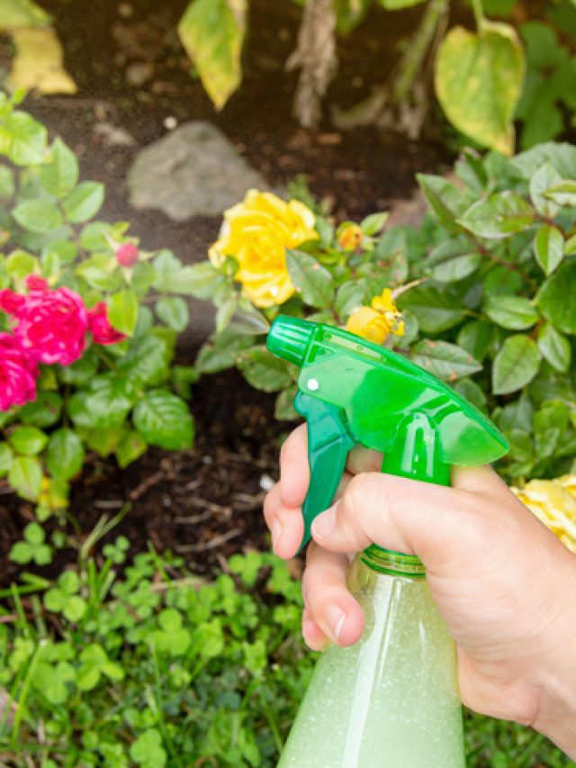 3 Kitchen Item That Work Better Than Farm Chemicals