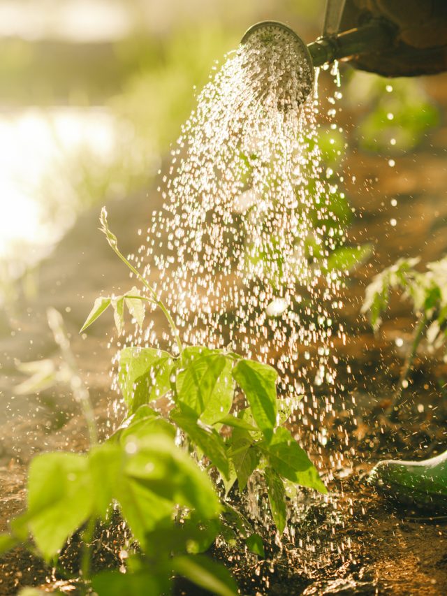 6 Smart Irrigation Hacks to Save Water This Summer