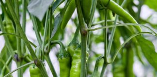 Chilli Mite Attack: Symptoms and Effective Control Tips