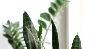 5 Best Indoor Plants to Cool Your Home Naturally