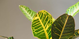 The Comprehensive Guide to Caring for Indoor Crotons