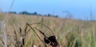 Paddy Diseases-Symptoms and Chemical Solutions