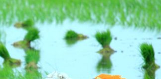Paddy Farming: Easy Steps from Nursery to Harvesting