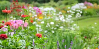 Chaos Gardening: Stress-Free Way to Grow Anything