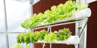Aeroponics 101: Farming with Just Air! No Soil Required