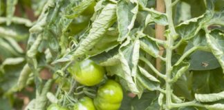 Leaf curl virus causes curling, yellowing and stunted growth in tomato plants which greatly reduces yield