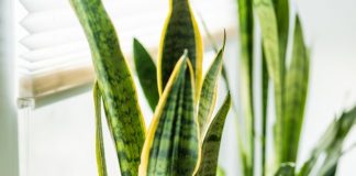 Top 8 Budget-Friendly Indoor Plants for your Home