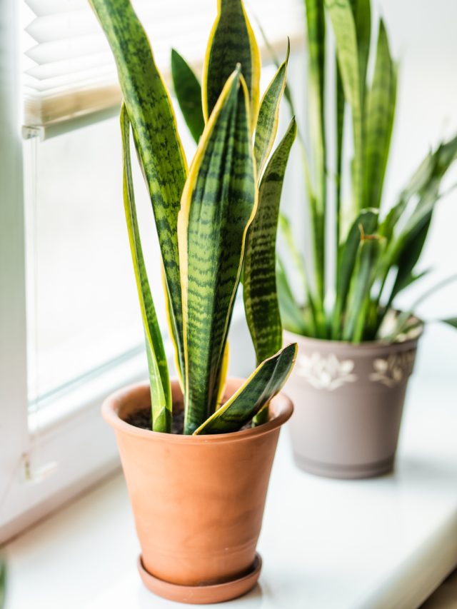 Top 8 Budget-Friendly Indoor Plants for your Home