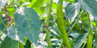 Chili Cultivation: Key Steps for Successful Harvest