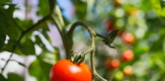 Fresh ripe red tomatoes