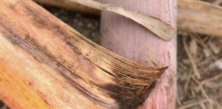 Find Out About Red Rot in Sugarcane: Causes and Control