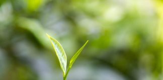 Can Music Really Help Plants Grow