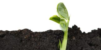 Seed Germination Made Easy: 5 Key Tips