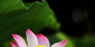 Discover 8 Sacred Flowers You Can Easily Grow at Home