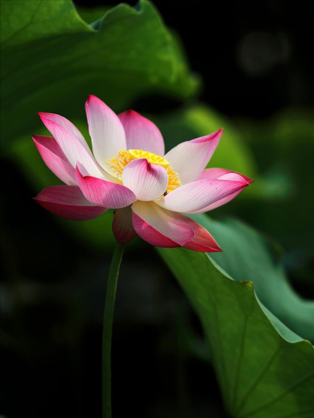 Discover 8 Sacred Flowers You Can Easily Grow at Home