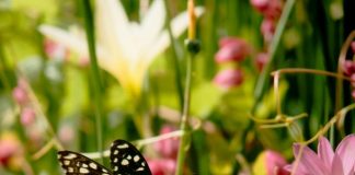 Grow These 8 Flowers to Invite Birds and Butterflies