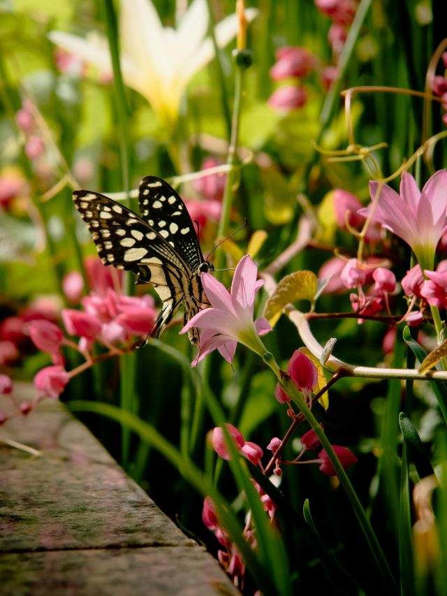 Grow These 8 Flowers to Invite Birds and Butterflies