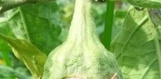 Rescue Your Brinjal Crop from Fruit & Shoot Borers