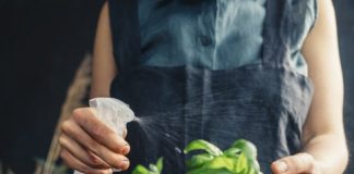 5 Common Mistakes Killing Your Indoor Plants
