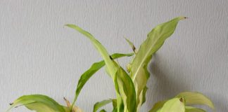 My Plant Leaves Are Turning Yellow – Here’s Why