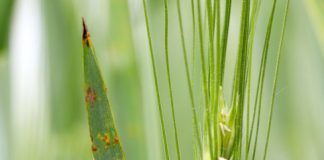 Effective Strategies to Control Black Rust in Wheat