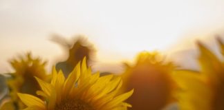 Sunflower Farming: Ideal Climate, Pests & Profit Tips