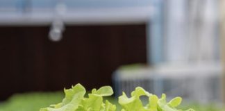 Busting 6 Common Misconceptions About Hydroponic Farming