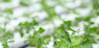Top 5 Crops for Hydroponic Cultivation