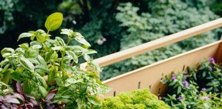 Top 5 Mistakes to Avoid in Terrace Gardening