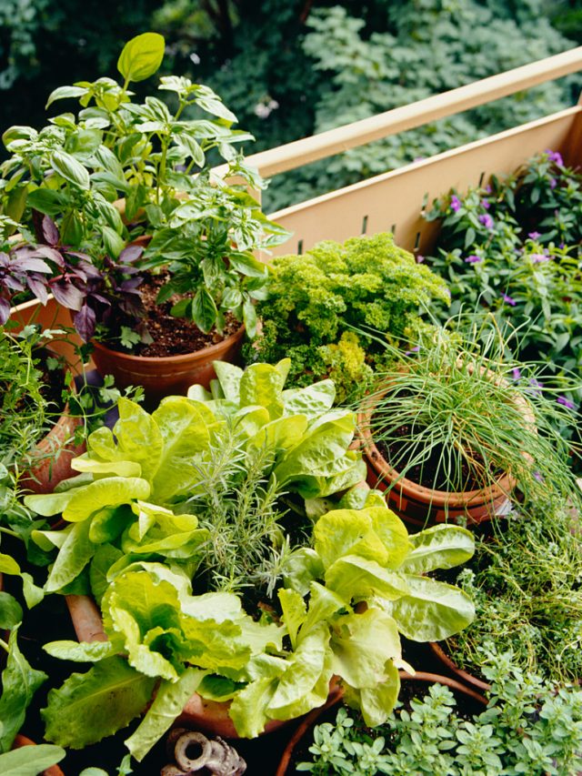 Top 5 Mistakes to Avoid in Terrace Gardening