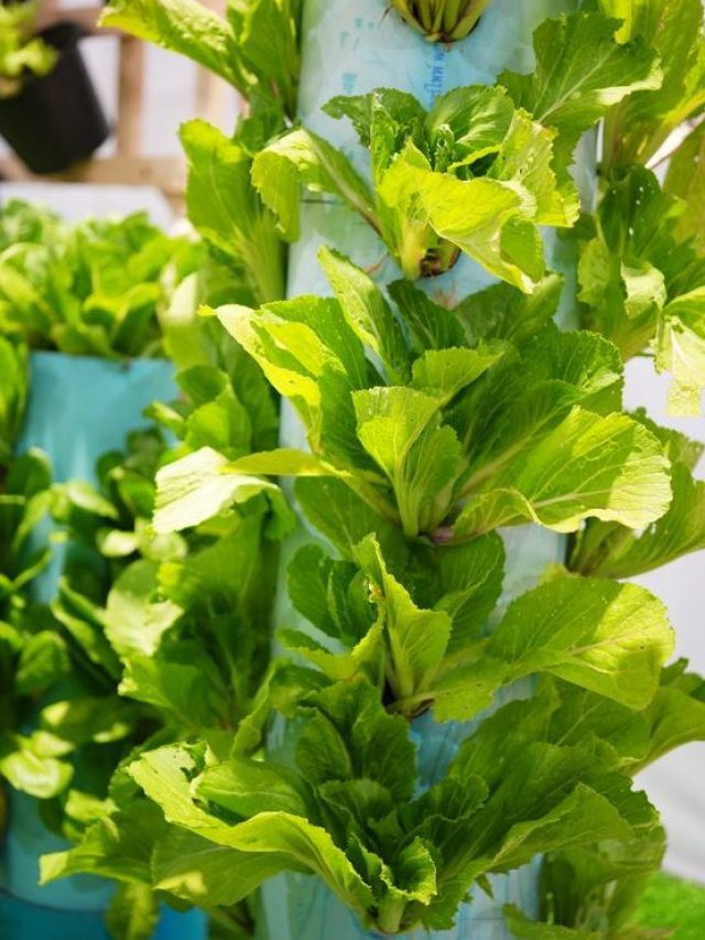 Debunking Aeroponics Myths-What’s True and What’s Not