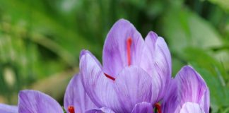 world's most expensive flowers