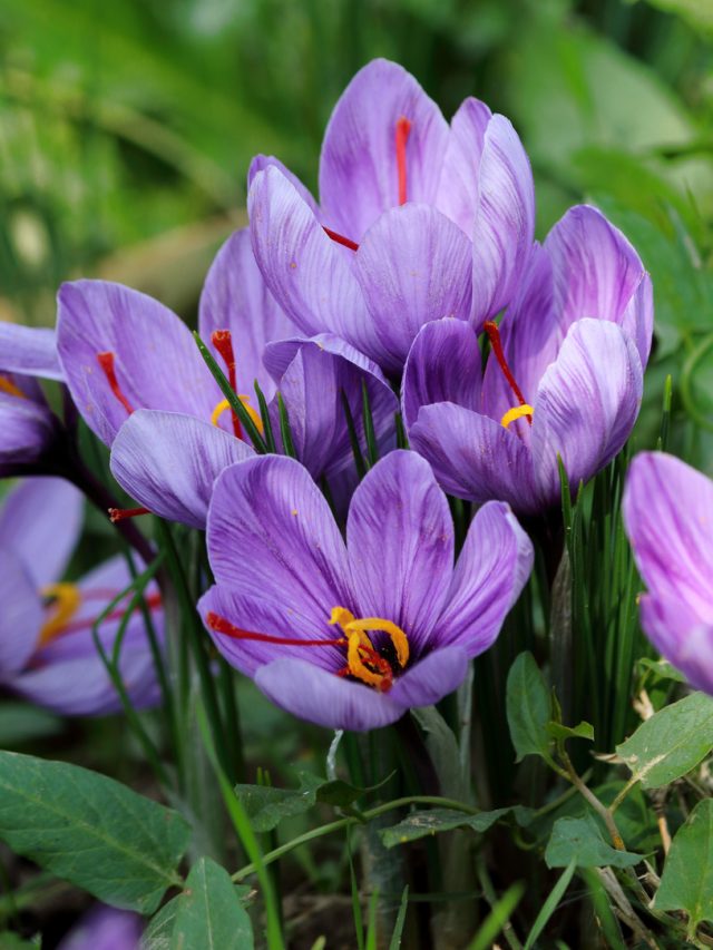 5 Most Expensive Flower in the World!