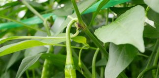 Top 5 Chilli Seeds Varieties Ideal for Your Next Harvest
