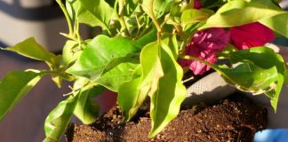 How to Repot Your Houseplants Without Killing Them