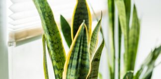 Top 10 NASA-Approved Air-Purifying Indoor Plants